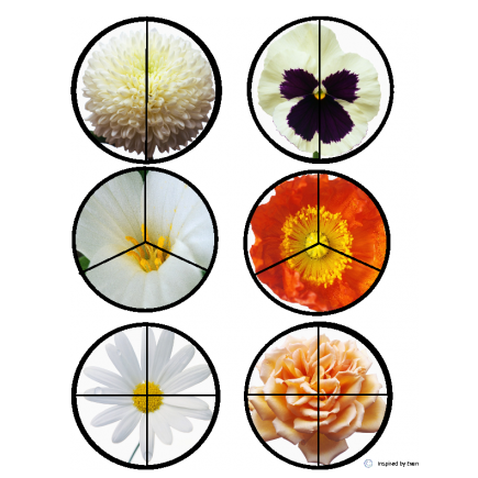 Flower Fraction Circles/Cut & Paste for Autism